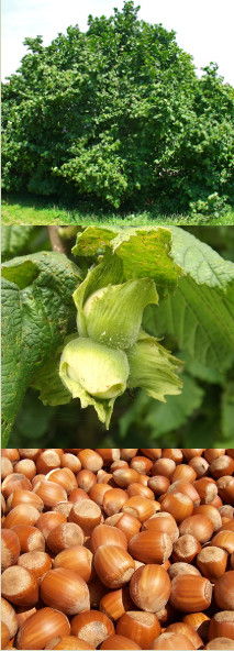 hazelnuts