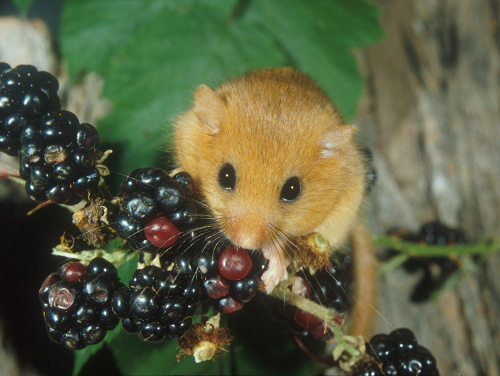 Wildlife feeding on native hedges