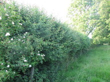 Hedgelaying