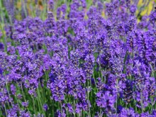 Herbal medicine