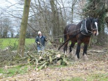 Working horses