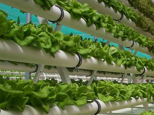 Hydroponics - Lowimpact.orgLow impact living info ...