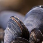 Mussels : foraging on the coast