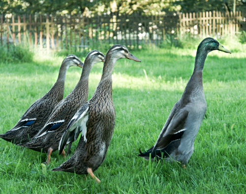 Indian runners are a popular choice when keeping ducks indian-runner-ducks