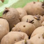 january-seed-potatoes