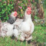 Choosing a backyard chicken