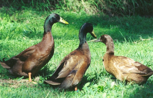 Campbells remain the most popular breed for keeping ducks khaki-campbells