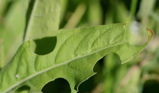 jos mini meadow part 6: magic of the wool