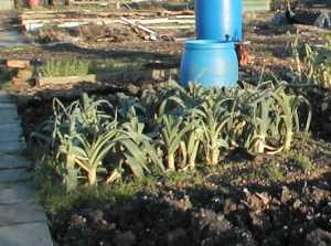 leeks-january
