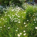 A native wildflower meadow in bloom