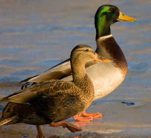 Domestic ducks are usually the descendants of wild mallards pictured here mallard