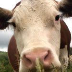 Eating meat and keeping animals