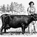 Is eating meat ethical? And what about dairy?