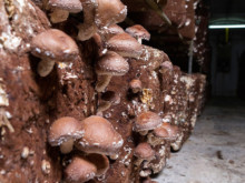 Mushroom cultivation