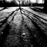 Musings on trees: tree shadow of a lone sugar maple