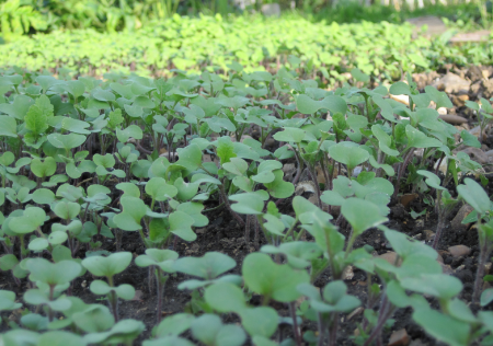 mustard-green-manure