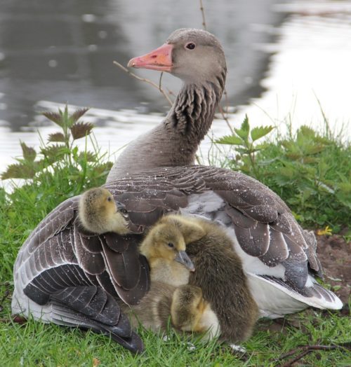 Goose and goslings