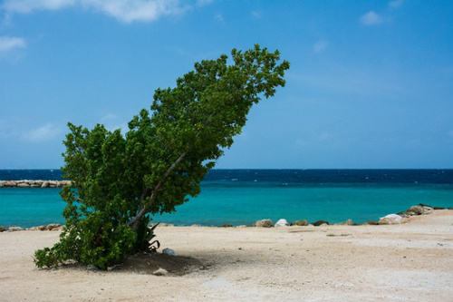 navigation-tree-wind