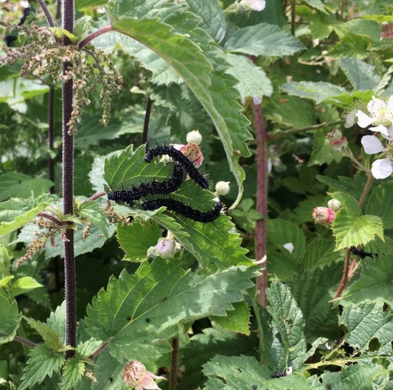 August forage of the month