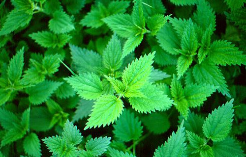 Is foraging damaging?