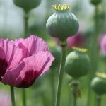 History of the use of medicinal plants