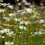 A wildflower meadow in an orchard