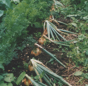 companion planting