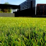 Sustainable alternatives to garden lawns