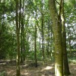 Becoming a woodland owner by Andy Reynolds