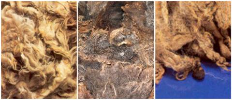 Examples of damaged, matted and claggy fleeces