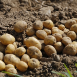 Potatoes feature in the fruit and veg growing guide for October