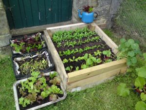 A raised bed and containers for vegetable growing
