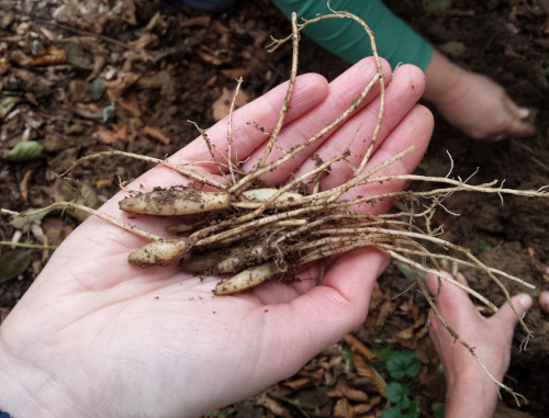 Is foraging damaging?