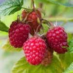 raspberries