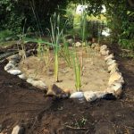 reed-bed