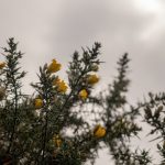 February forage of the month: early greens include gorse flower