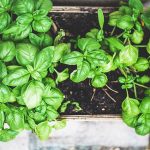 You can create a windowsill herb garden in your apartment