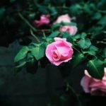 Sustainable funeral: roses