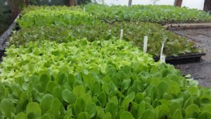 The view from a market garden's vegetable growing polytunnel