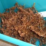 seedsavingarticle
