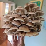 Why grow shiitake mushrooms? Here's why!