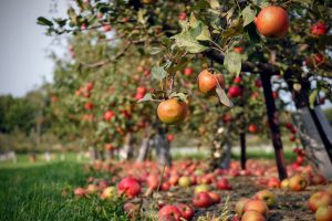 Community Orchards – tragedy or victory of the commons?