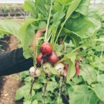 Support for new entrant farmers
