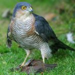 sparrow-hawk