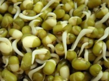 Sprouting & microgreens
