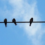 Swallows are a common sight when it comes to nature in September