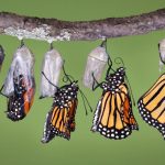 Butterflies emerging: illustration for a Transcender Manifesto
