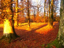 Tree / woodland management