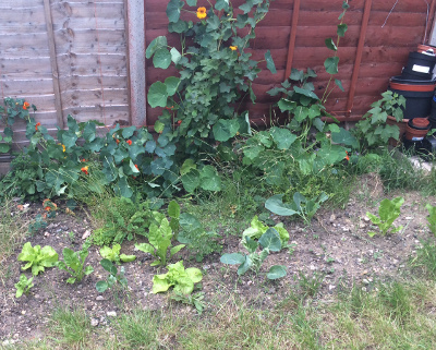 Small-space gardening in action using a tiny section of lawn and its border urban1