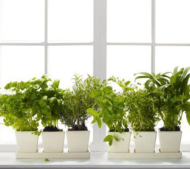 Don't forget the windowsill - bringing small-space gardening indoors! urban10